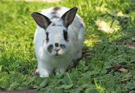 Picture for category Rabbit